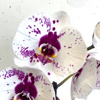 Орхидея Фаленопсис Марракеш 1 ств. д.15 см