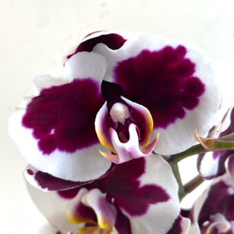 Орхидея Фаленопсис Блэк Мэджик 1 ств. д.12 см
