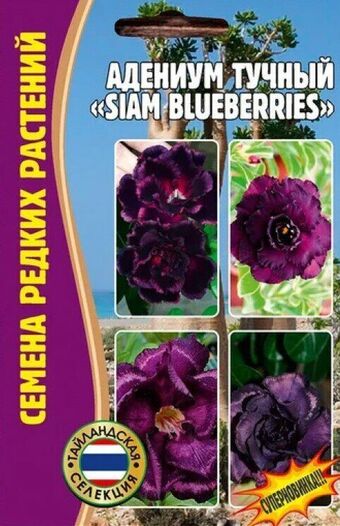 Адениум тучный Siam Blueberries (Ред.сем)